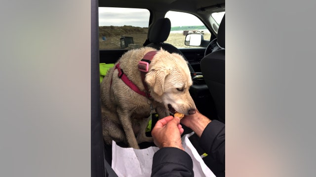 Dog rescued three days after deadly boat accident