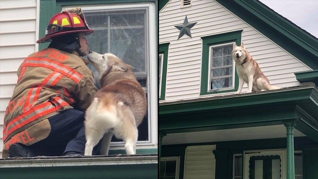 Dog kisses firefighter who saved him from roof of house