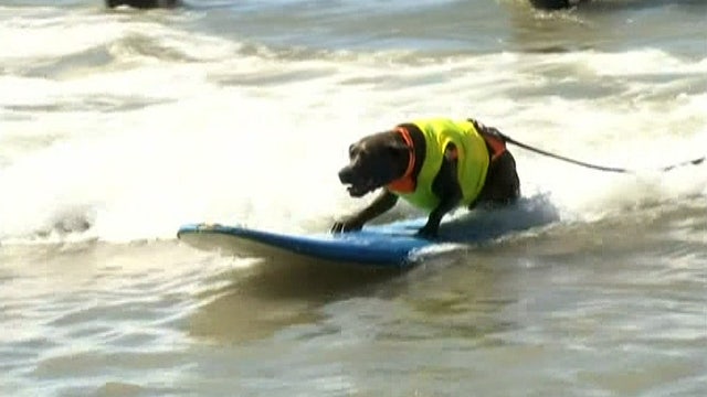 Surfing has gone to the dogs