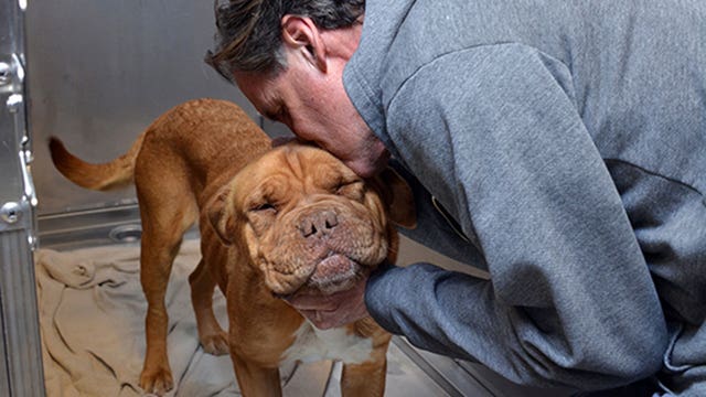 Dog had stuffed polar bear in stomach