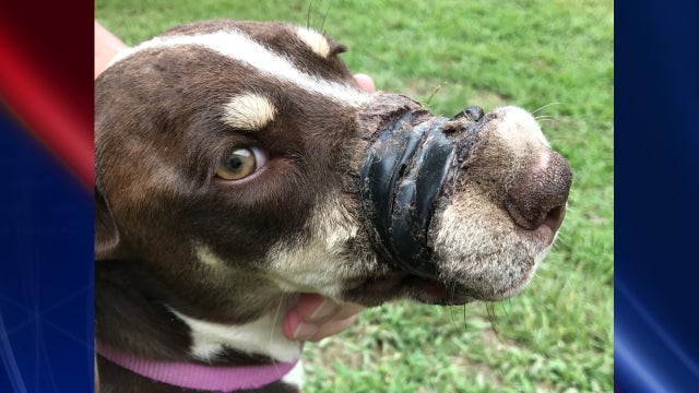 Dog found with severe injuries from electrical tape wrapped around muzzle