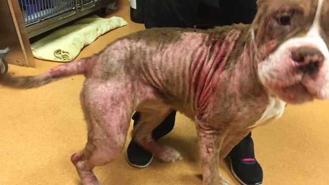 Severely neglected dog abandoned at East Bay shelter