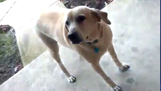 Dog calls to best buddy's house to see if he wants to play