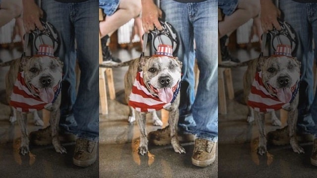 Officer rescues, later adopts dog found shot in the face, covered in bleach