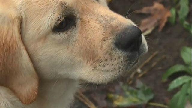 Mass. puppy revived after overdose