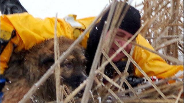 Dramatic dog rescue in Roscoe, Illinois