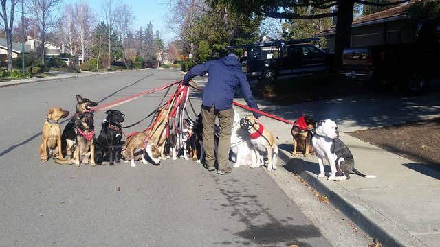 Dog walker lines up 16 dogs for photo