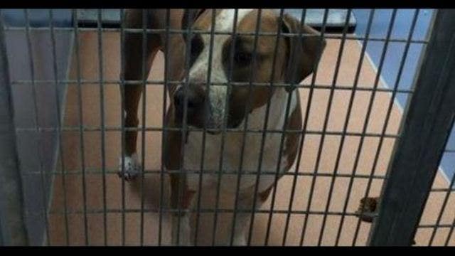 Couple whose baby was mauled by dog gave up on 911 calls