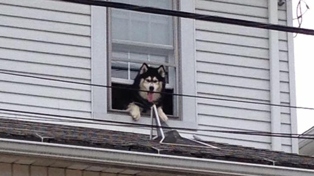 Firefighters save same dog from roof twice in one hour