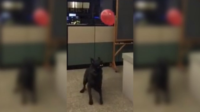 WATCH: Police dog has time of his life playing with balloon