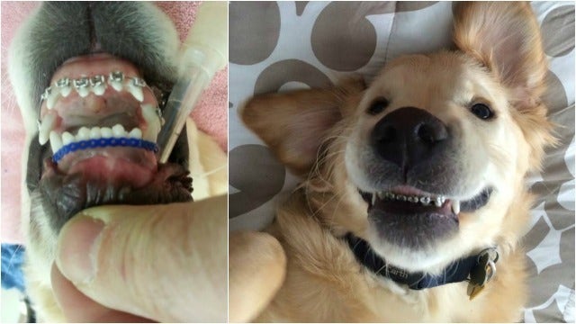 VIRAL: 'Doggie dentist' shares photos to promote pet dental health