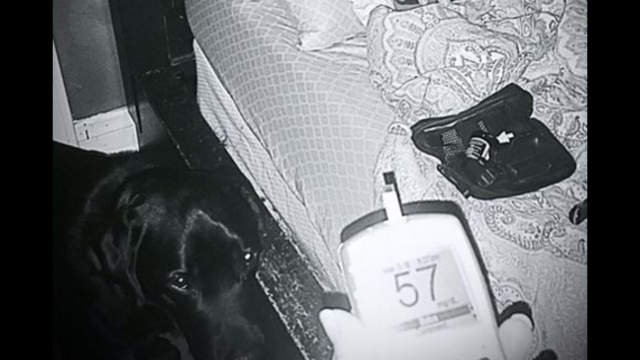 Service dog saves sleeping boy with type 1 diabetes
