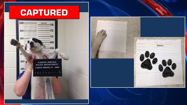 Tarpon Springs police 'book' four-legged fugitive