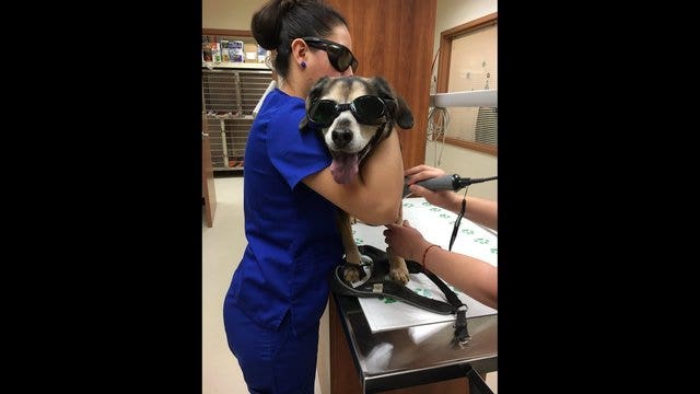 Doggles make this pup a star