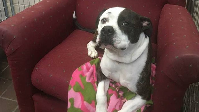 Shelter pups get their own comfy chairs