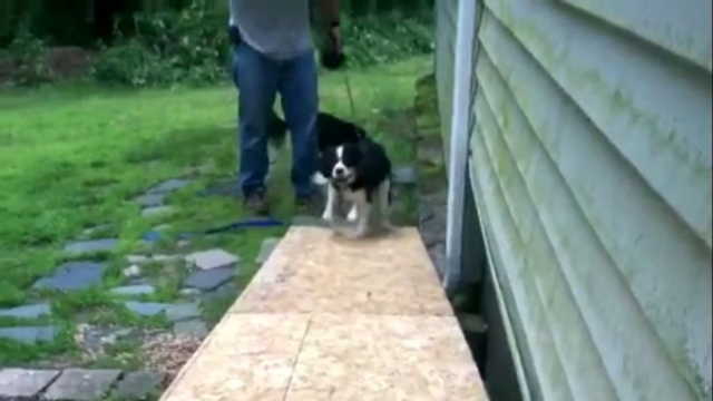 Man builds ramp to help older dog up the stairs