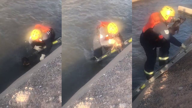 Fire department warns 'pets are hot too' after dog rescued from canal