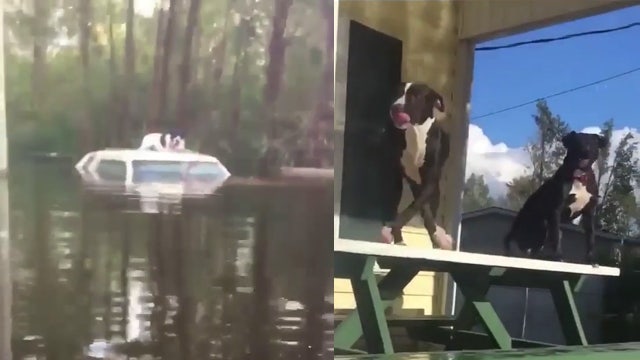 Animal rescuer braves North Carolina floods to save stranded dogs