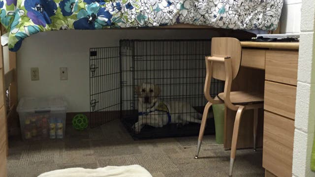 University now allowing service dogs in training to live on campus