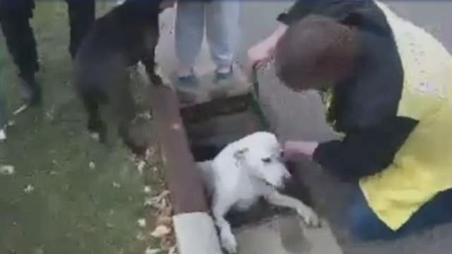 VIDEO: Daycare kids help rescue pair of dogs trapped inside sewer