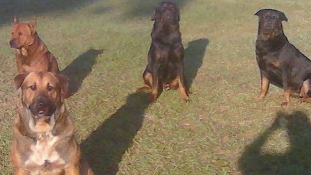 Dogs escape fenced yard, maul, dismember Jacksonville man