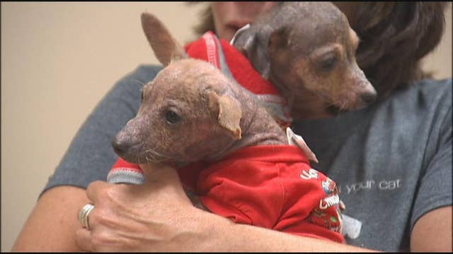 Dogs left for dead get second chance