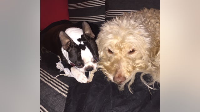 2 dogs killed, family displaced after suspected hoverboard fire