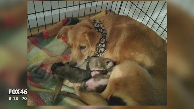 Mama dog, puppies rescued from underground drainage ditch