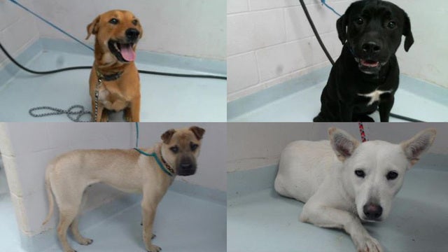 Pasadena Animal Shelter 'critically full', adoption fees waived