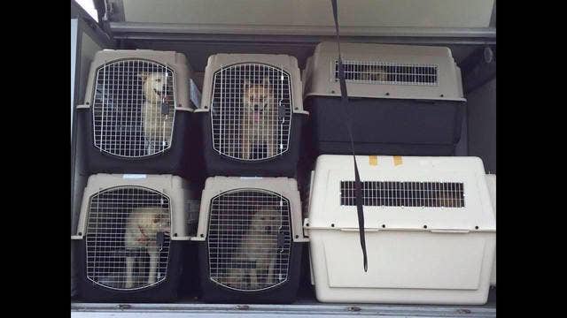 Humane Society rescues pups from South Korean dog meat farm