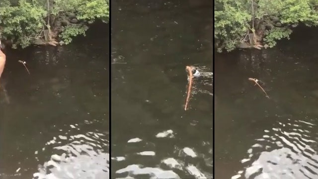 Dog play ultimate game of fetch with extra long stick
