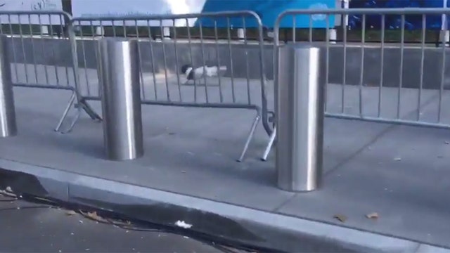 Small dog runs loose behind pope barriers at U.N.
