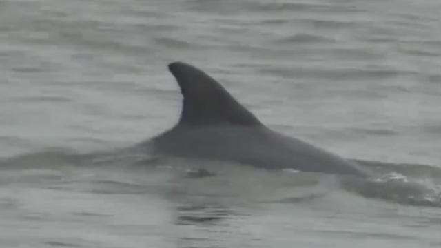 Bayou City Buzz: Baywatch Dolphin Tour