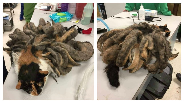 Obese cat covered in pounds of matted fur recovering in new home