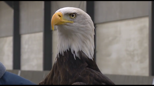 Police eagle trained to take down drones