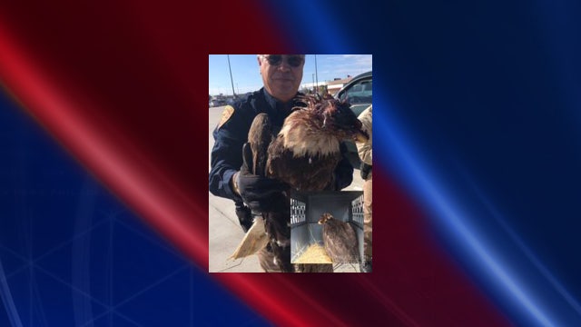 Bald Eagle euthanized after shot near Anahuac