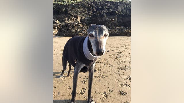 Hundreds join dog for his last walk