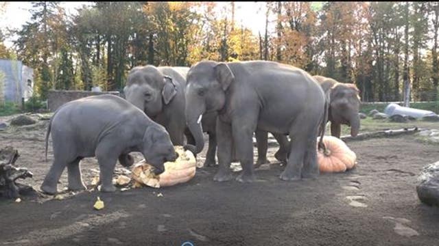 Elephants and pumpkins