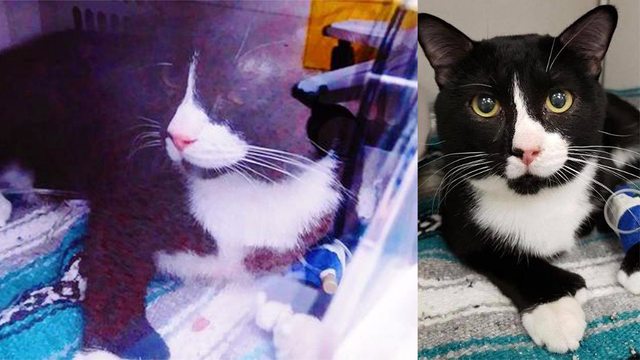 Cat recovering after surviving 35-minute cycle in washing machine