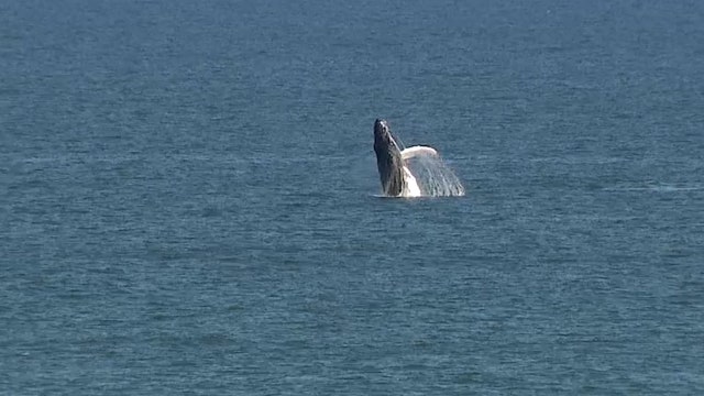 Humpback whale sightings very active on Central Florida coast