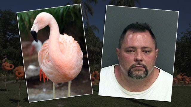 Witness: Man laughed as he grabbed Busch Gardens flamingoes