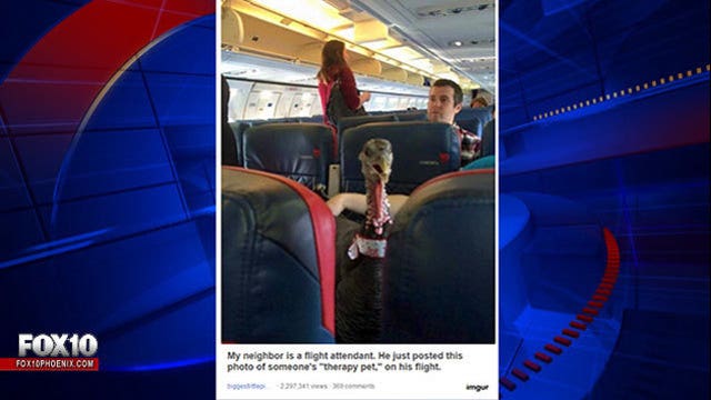 Flying turkey ruffles feathers about 'emotional support' animals on planes