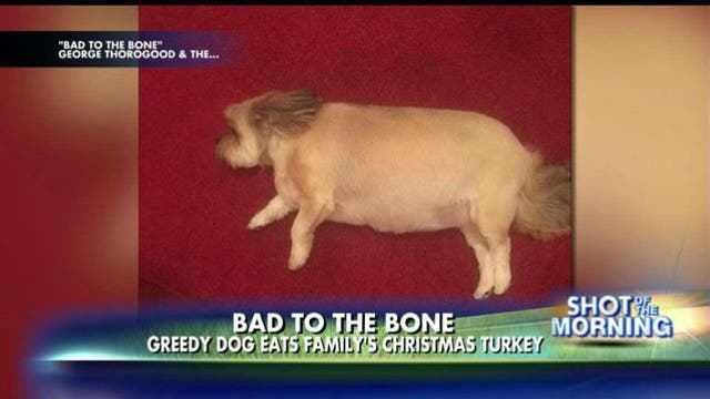 PHOTO: Dog enters food coma after family's Christmas dinner