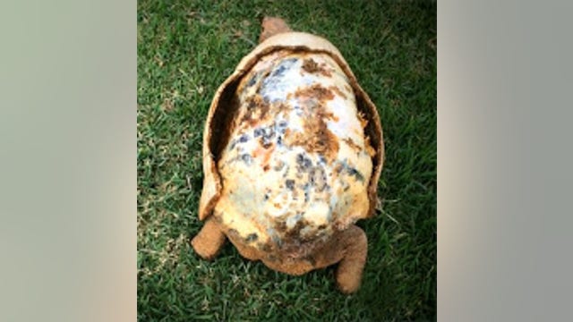 Group saves burned tortoise with new 3D printed shell