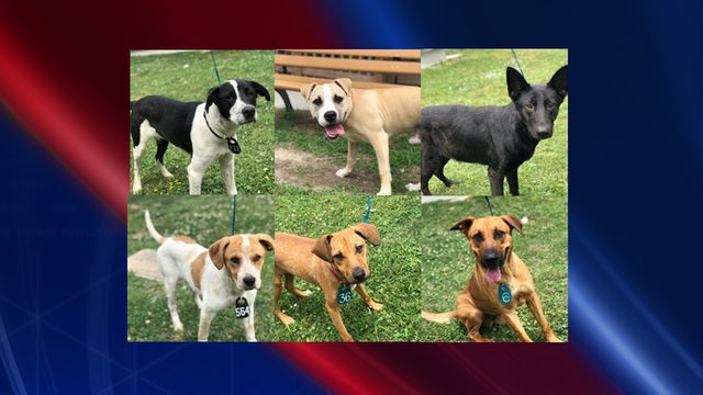 Free adoption event May 4-6 at Harris County Animal Shelter