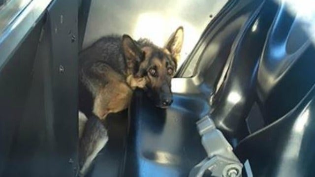 Dog rescued after 5 weeks on highway median