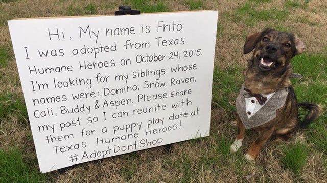 Dog family reunited after viral social media post