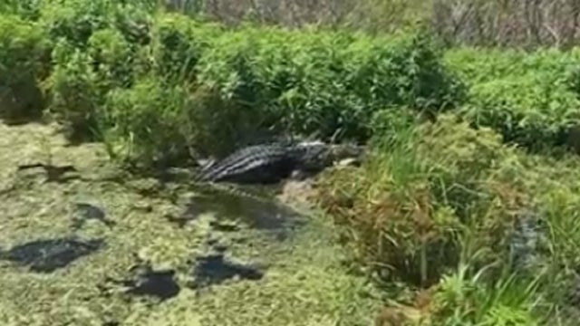Father, son witness a gator eating another gator