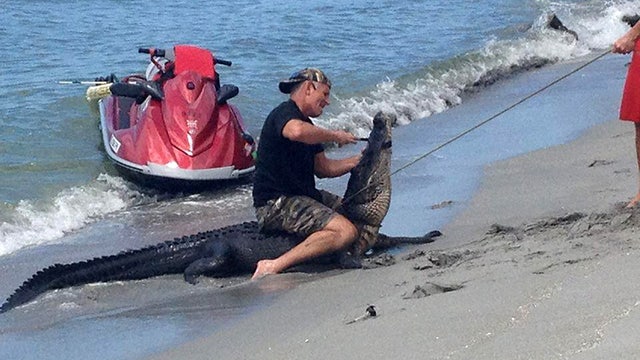 10-foot alligator wrangled on Venice beach