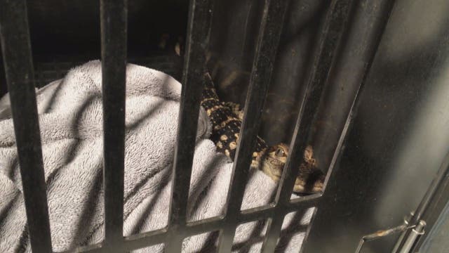 Alligator found at Tacony fire scene